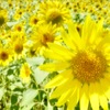 夏