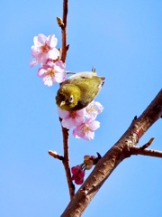 春のひととき