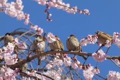 春ですね〜。