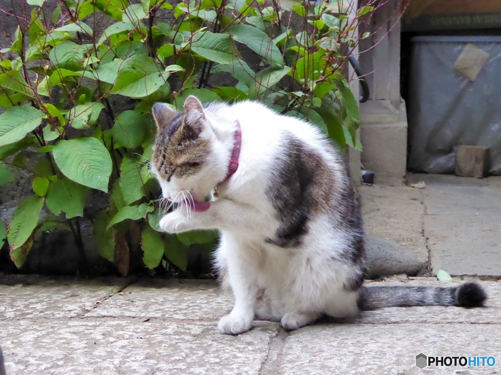 猫日和