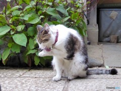 猫日和