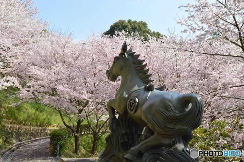 馬と桜