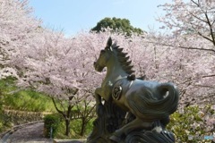 馬と桜