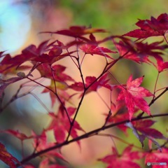 紅葉