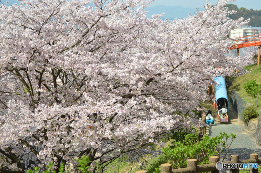 桜の下で