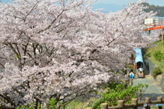 桜の下で