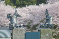 瓦公園の桜