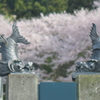 瓦公園の桜