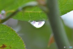 雫