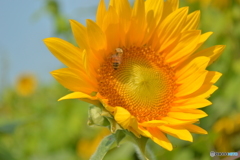 夏