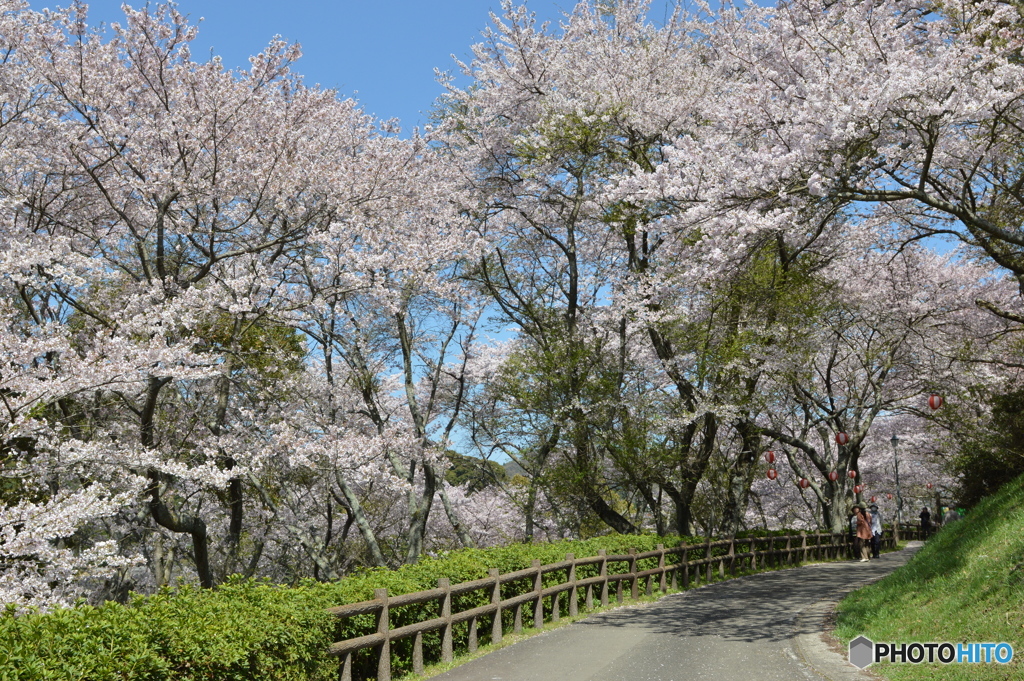 お花見