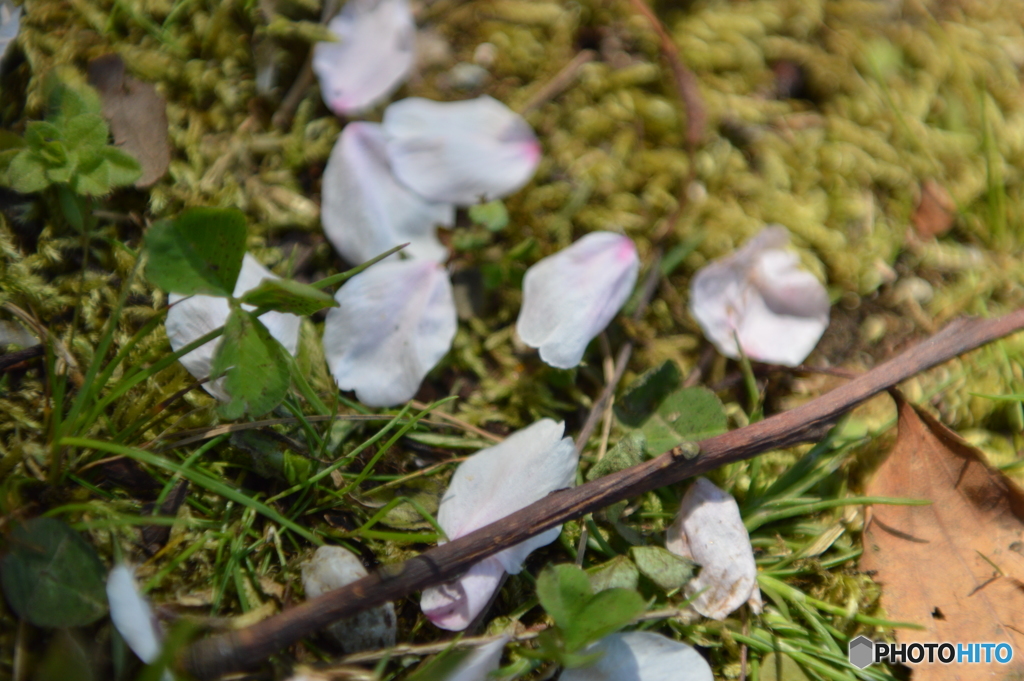 散りゆく桜