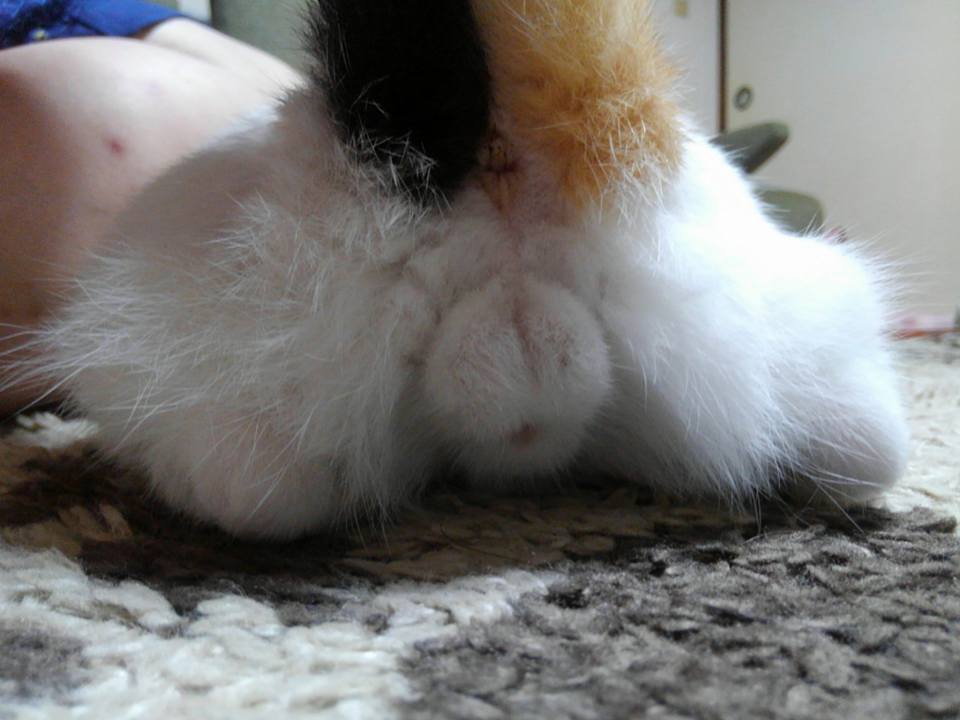 局部で、さーせん。。。