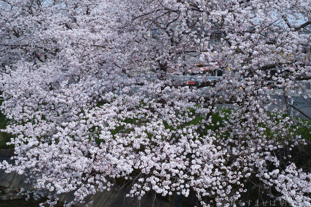 橿原市　飛鳥川沿いの桜