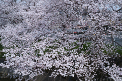 橿原市　飛鳥川沿いの桜