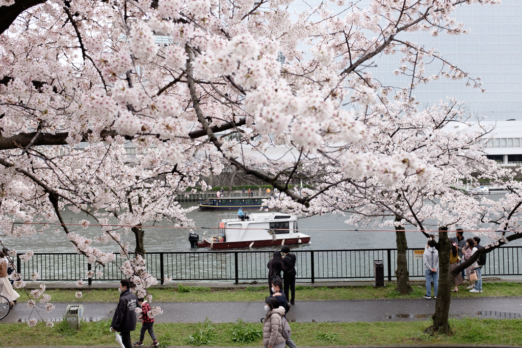 大阪市都島区　毛馬桜之宮公園の桜