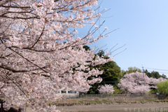 橿原市石川町（石川池）