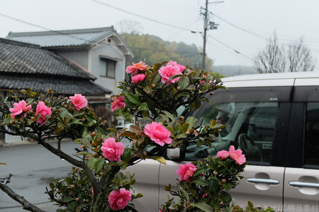 明日香村　大字平田