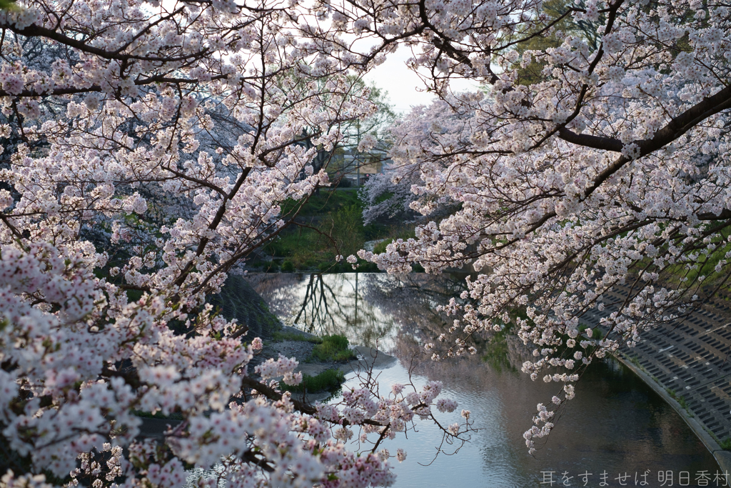 橿原市　飛鳥川沿いの桜