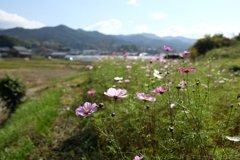 明日香村　大字御園