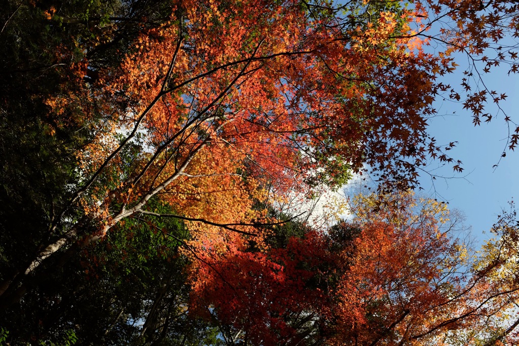 奈良　春日山原始林