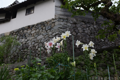 明日香村　大字稲渕