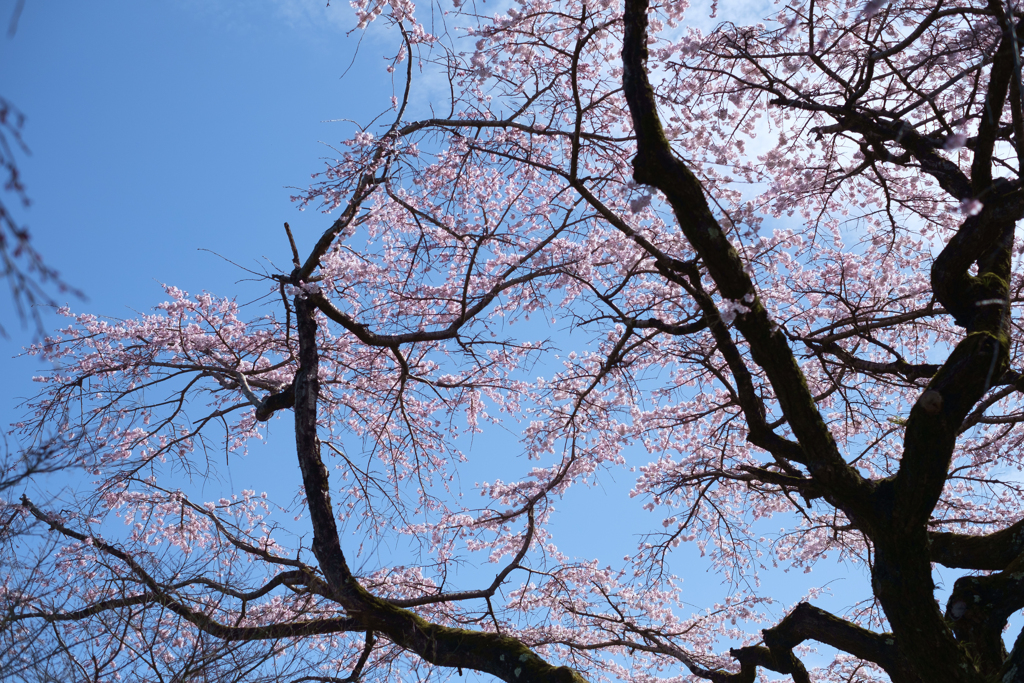 御所市楢原　九品寺のしだれ桜