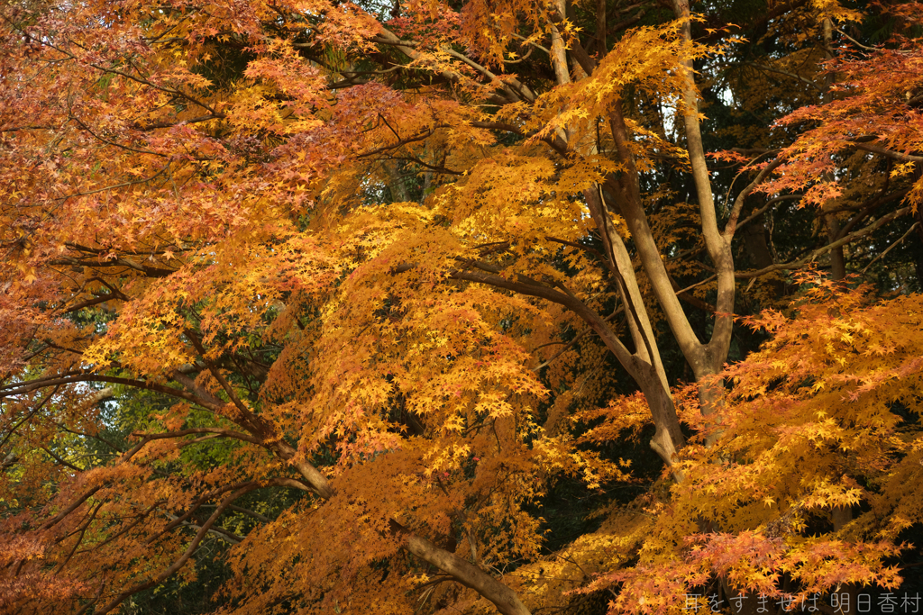 橿原市南浦町　天香久山