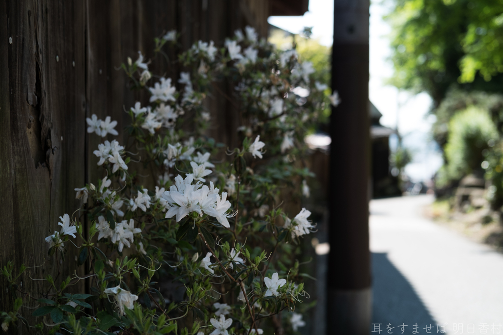 大阪府太子町（ 竹内街道 ）
