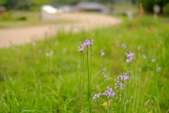 明日香村　大字阿部山