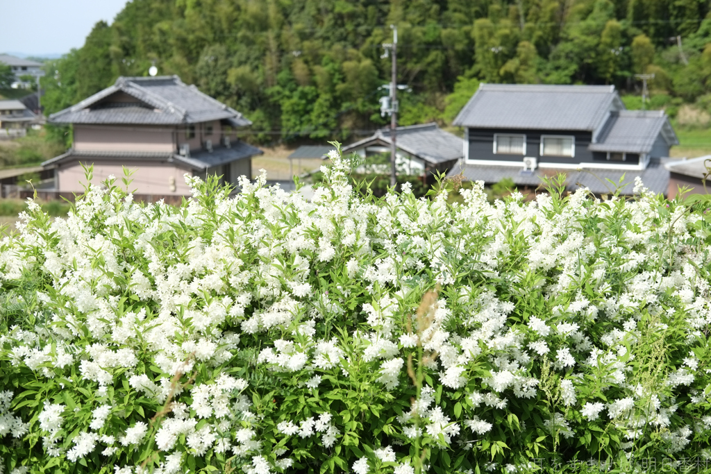 明日香村　大字大根田