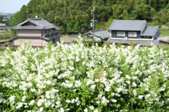 明日香村　大字大根田