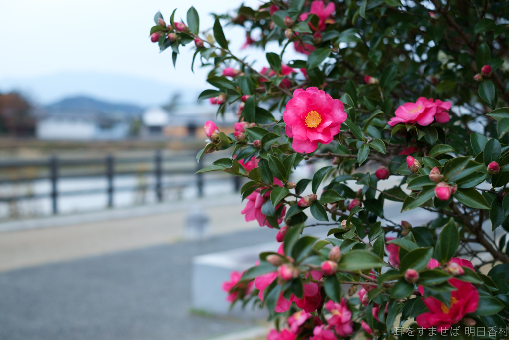 明日香村　大字豊浦