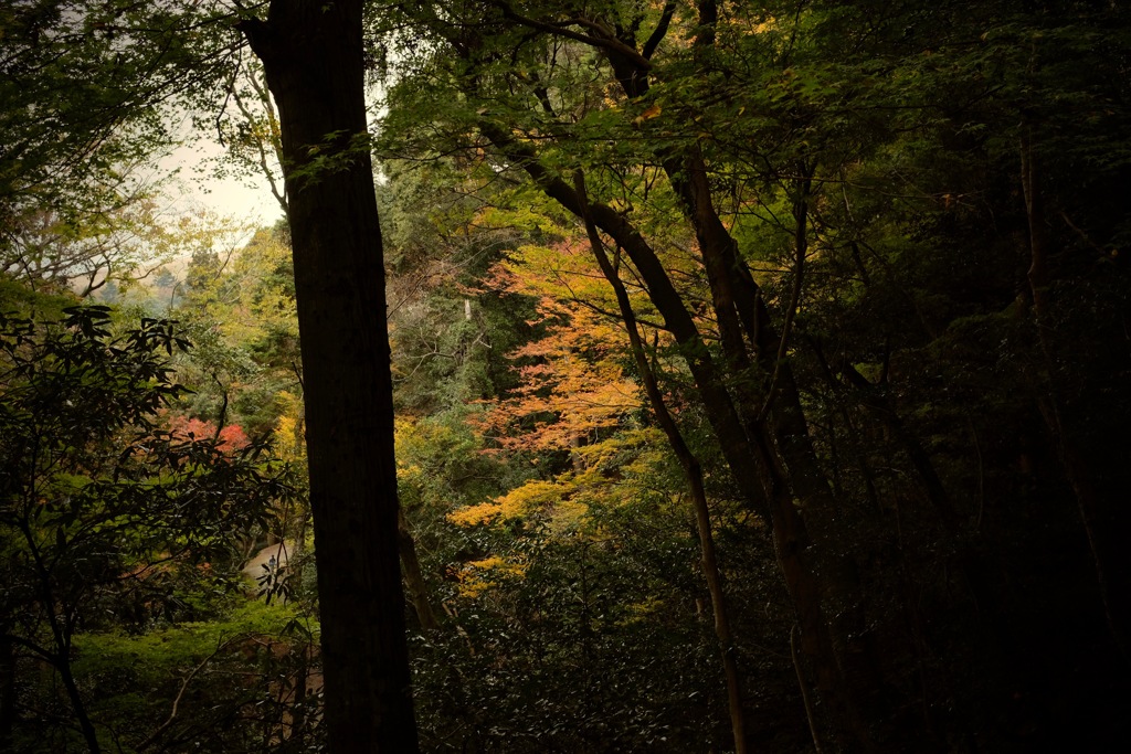 奈良　春日山原始林