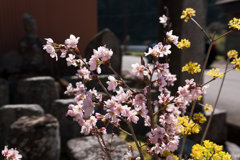 明日香村　大字稲渕