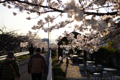 奈良市　佐保川沿いの桜