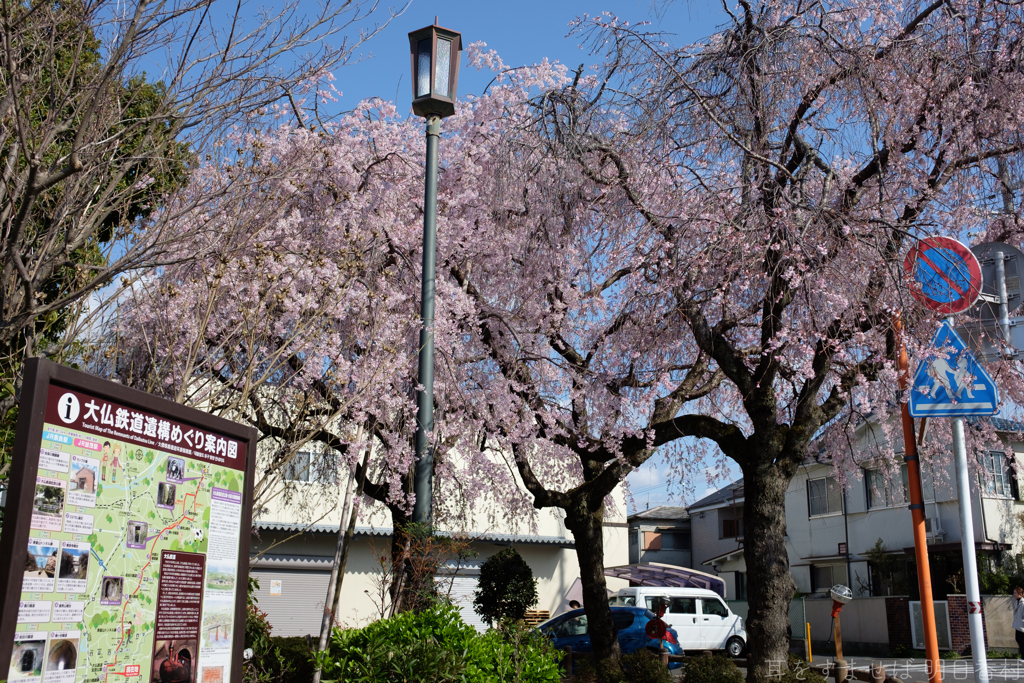 奈良市　佐保川沿いの桜