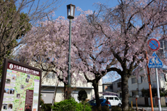 奈良市　佐保川沿いの桜