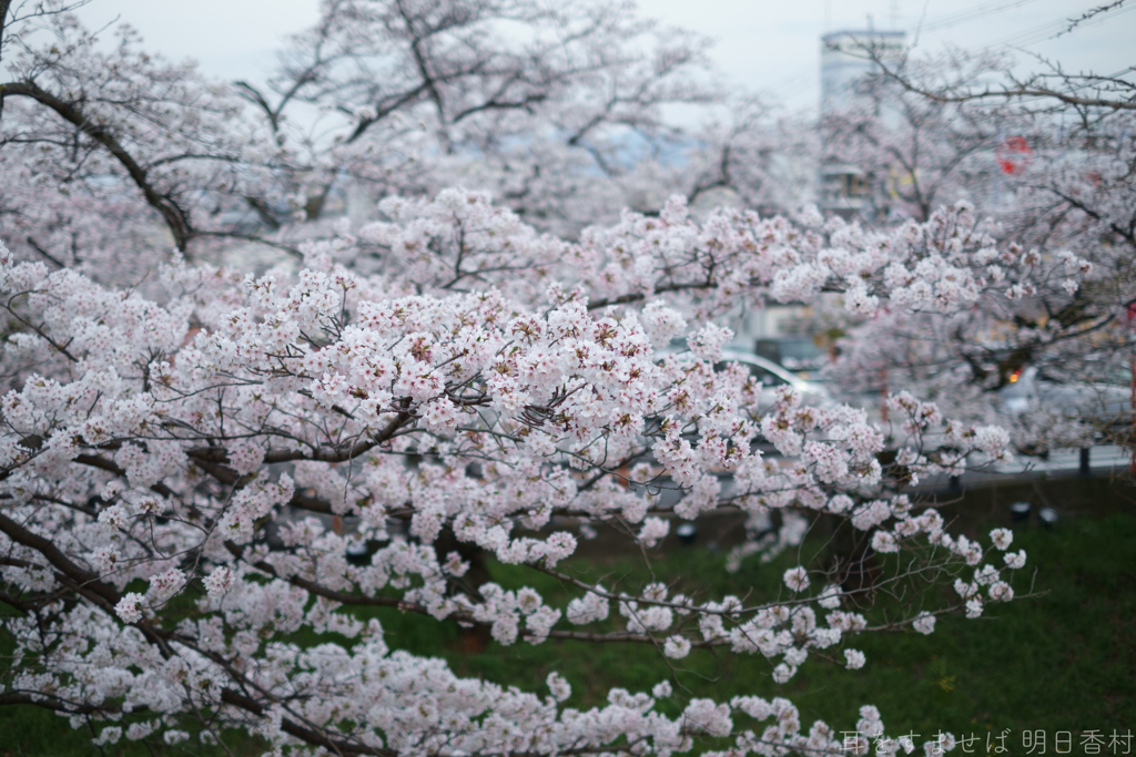 大和高田市　高田千本桜