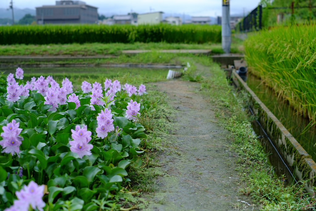 橿原市　城殿町（ 本薬師寺跡 ）