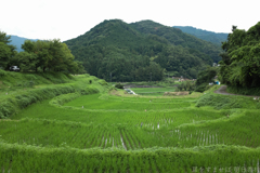 明日香村　大字稲渕