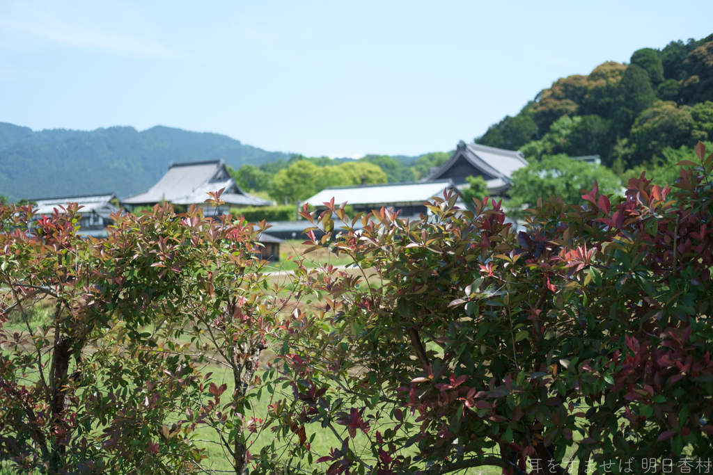 明日香村　大字橘
