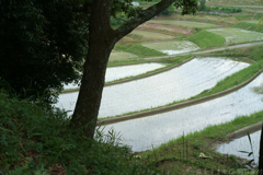 明日香村　大字稲渕