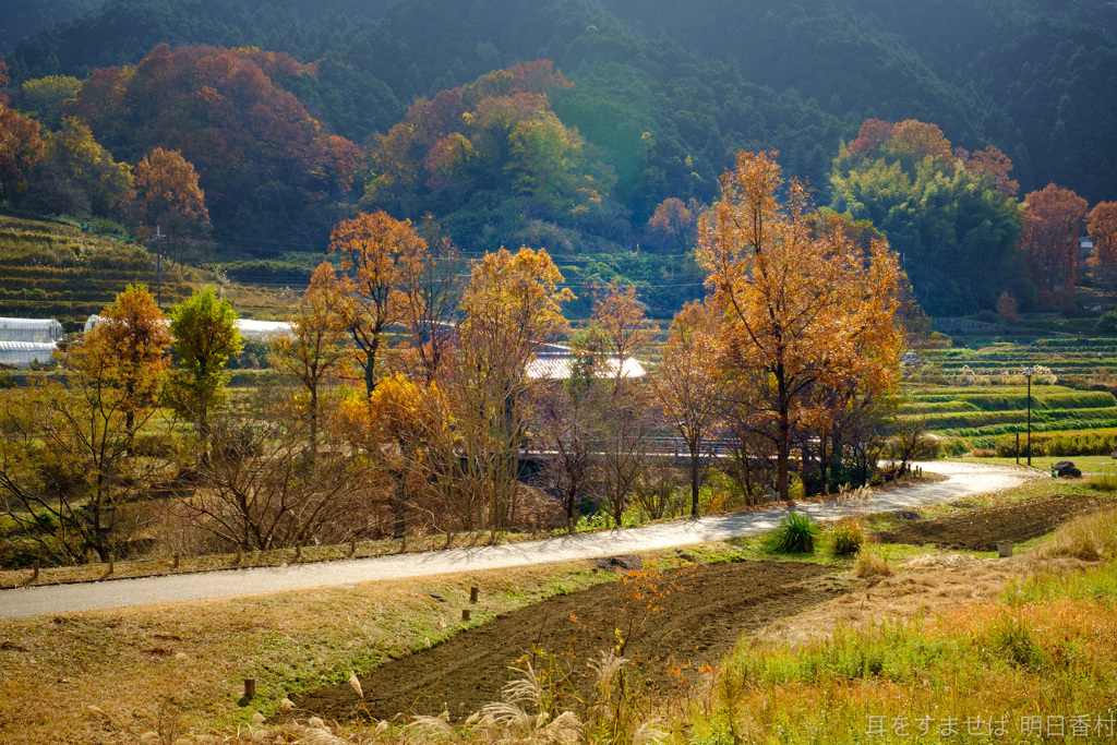 明日香村　大字稲渕