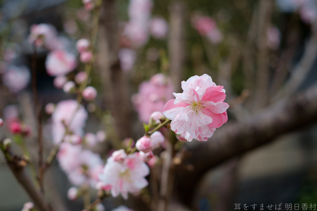 明日香村　大字立部