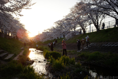奈良市　佐保川沿いの桜