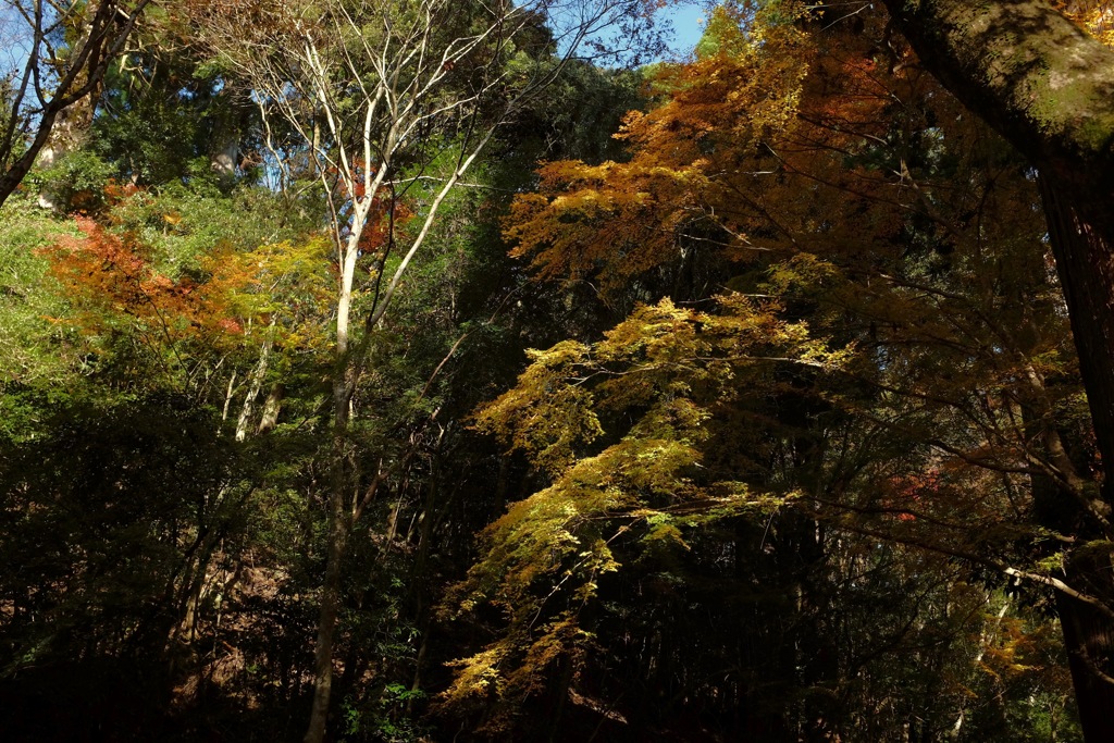 奈良　春日山原始林