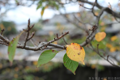 明日香村　大字越