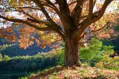 明日香村　大字稲渕