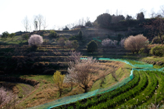 明日香村　大字稲渕